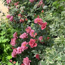 中之条ガーデンズにバラを見に行って来ました