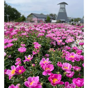 シャクヤクがこんなにかわいらしいお花とは知らなかった〜。よく見ると何種類かのシャクヤクが植えられてたので、周囲を何周もしながら花を愛でました。
#愛宕山公園