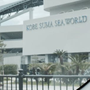 神戸須磨シーワールド
ショーのすごさだけでなく、魚たちの展示も良かったです