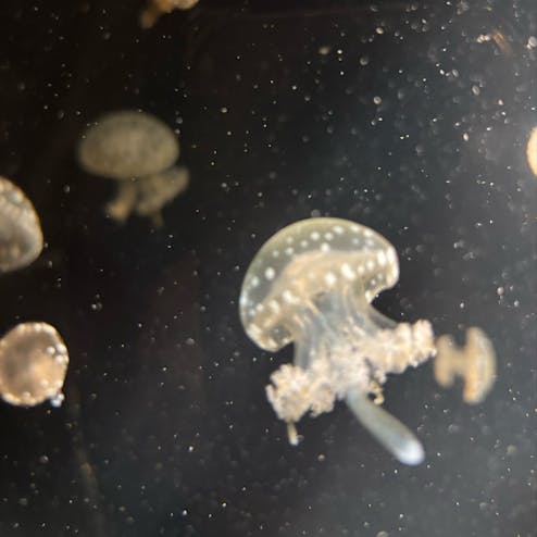 鶴岡市立加茂水族館