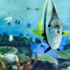 新潟
🐟🐟🐟
🪼
🌊