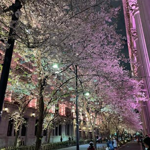 日本橋の桜🌸
#日本橋
#桜
#夜桜