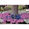 #三室戸寺
#京都 宇治
#紫陽花
2025.06.13