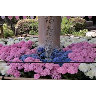 #三室戸寺
#京都 宇治
#紫陽花
2025.06.13
