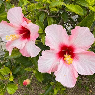 日帰りで3時間程度の滞在、、
次は前もって高速船の予約をして行くor1泊する🤣
ウミガメ見たかった！