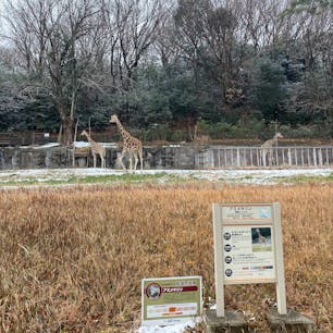 雪の東山動物園
雪の降る日に行くのが夢だった🎶
#202502 #s愛知