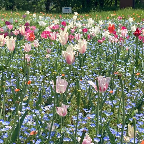 国営讃岐まんのう公園