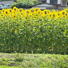 渋川のヒマワリ畑
とってもキレイでした