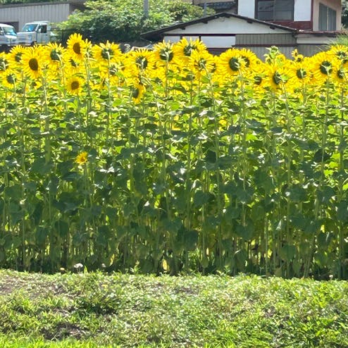 ひまわり畑（渋川市赤城町敷島地区）