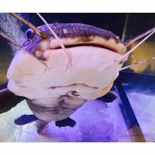 茨城県かすみがうら市にある「かすみがうら市水族館」🐟

小さな水族館ですが、その分一つ一つの水槽をしっかりと見ることができ、珍しい生き物たちとも出会えてオススメです✨

近くに公園やカフェ、かすみがうら市歴史博物館などもあり、休日のお出かけ先にぴったりです♪