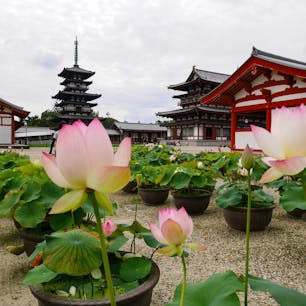 奈良市　薬師寺

毎年6月下旬から8月中旬頃にかけて、境内の鐘楼周辺で、ハスの花が見られます。鉢植えですが、200個ほどあるので、意外と見ごたえがあります。

周辺の唐招提寺、喜光寺、西大寺でもハスが見られ、シーズンには枚数限定の共通拝観券も販売されます。