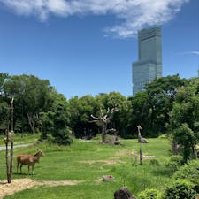 大阪
天王寺動物園

あべのハルカスとサバンナ