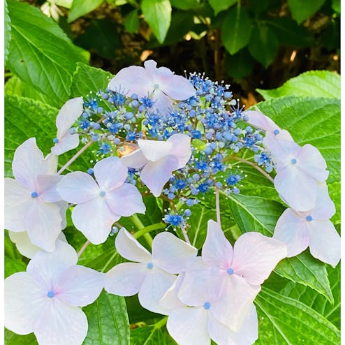 大阪市立長居植物園