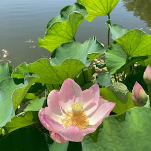 大阪
大阪市立長居植物園

色んな花がたくさん咲いていました