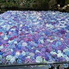 アジサイ祭り期間中は、駐車場が満車になるので注意。
孔雀がすぐ近くに来るのが驚き‼️