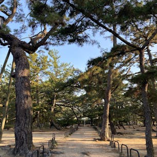 香川
津田の松原　琴林公園

ふと見つけた静かな松原
朝の海がきれい