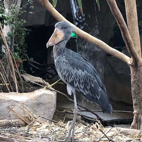 那須どうぶつ王国