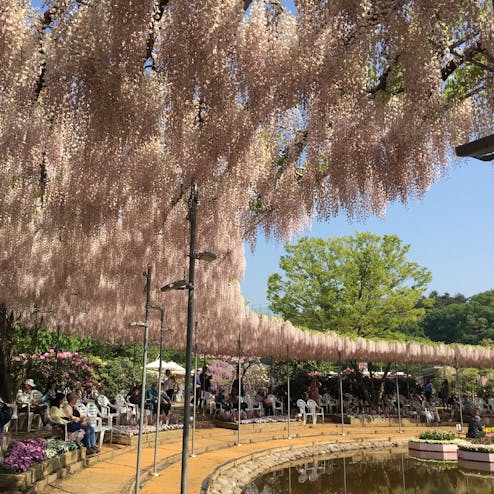 あしかがフラワーパーク