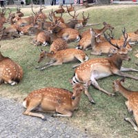 鹿がいっぱい!