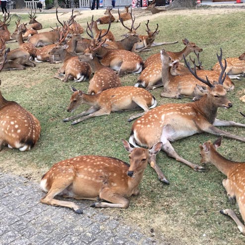 奈良公園