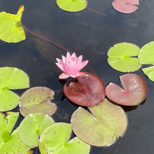 岩手大学にある池の蓮がきれいでした