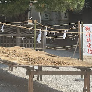 京都北野天満宮の
梅の土用干し

此の梅は2026年の初詣に授与されます。

#北野天満宮#サント船長の写真