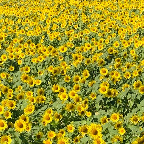 ひまわりの丘公園