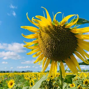 兵庫　小野市
ひまわりの丘公園

暑くても元気なひまわり