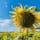 兵庫　小野市
ひまわりの丘公園

暑くても元気なひまわり