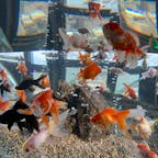 暑い日が続いて🥵涼しそうな金魚が羨ましい限りです。