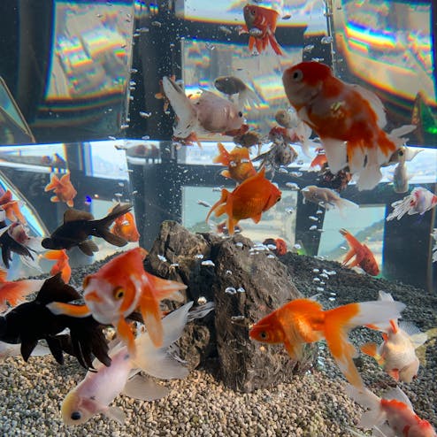 天空のアクアリウム ソラキン