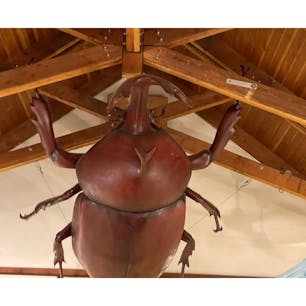 茨城県つくば市にある「豊里ゆかりの森」✨

バーベキュー場やアスレチックフィールド、キャンプ場や宿舎などがあり、豊かな自然の中で1日中過ごすことができます！

特に場内にある「昆虫館」はおすすめ♪

子供の夏休みの自由研究にもいいですよ🌻