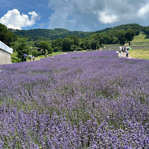 たんばらラベンダーパーク