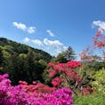 茨城県笠間市
笠間つつじ公園
ツツジの名所として知られ、景勝地に指定されています。
約100種類、数万本のツツジが見頃を迎える、4月下旬から5月上旬に行くのがおすすめです。