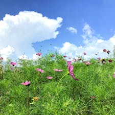 滋賀
あいとうマーガレットステーション

暑い日
ソフトクリームが美味しかった