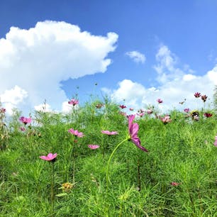 滋賀
あいとうマーガレットステーション

暑い日
ソフトクリームが美味しかった