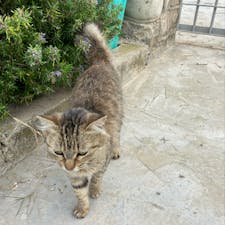 看板猫のお出迎え
海の青さよ