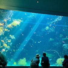 猛暑から逃れて水族館へ。
今年の『アクアマリンふくしま』は、里山の自然を再現した「わくわく・はじまりの森」もオープンしたそうです。
子供たちが喜びそう。


#アクアマリンふくしま #福島県 #いわき市