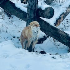 春に旭山動物園に行った時のもの！
動物達かわいすぎる
