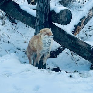 春に旭山動物園に行った時のもの！
動物達かわいすぎる