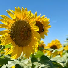 北杜市のサンフラワーフェスへ。青空とひまわりのコントラストが美しかったです。