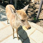 奈良公園で鹿と触れ合う