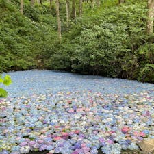 【岩手県・みちのくあじさい園】

2025年7月20日

#岩手県　#一関市　#みちのくあじさい園　#みちのくあじさいまつり