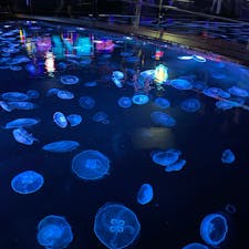 生き物よりも雰囲気重視の都会の水族館。個人的にはペンギンを日向に出してあげたい！