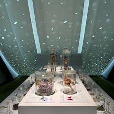 202506
佐賀　中冨記念くすり博物館

サロンパスが有名ですね
類似商品の名前には笑いました

外には薬木薬花が沢山あり
綺麗に整備されています