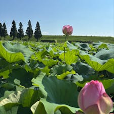 202506
佐賀県　みやき町
千栗土居公園

蓮子が見頃ということで行ってきましたが
少し遅かったのか(9時頃)
あまり咲いてなかった…
日陰がないのでとにかく暑かったです

大きめのピンクの可愛い二千年ハスと
小さめの舞妃蓮
舞妃蓮は沢山咲いてました
こちらが見頃だったのかな？