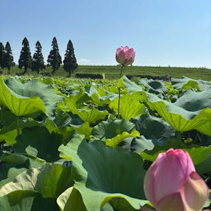 202506
佐賀県　みやき町
千栗土居公園

蓮子が見頃ということで行ってきましたが
少し遅かったのか(9時頃)
あまり咲いてなかった…
日陰がないのでとにかく暑かったです

大きめのピンクの可愛い二千年ハスと
小さめの舞妃蓮
舞妃蓮は沢山咲いてました
こちらが見頃だったのかな？