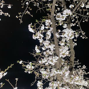 山崎川の桜
お昼も夜も見たよ！サクッと見すぎて良い写真撮れてなかった😅
#202504 #s愛知