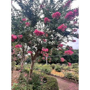 【東松山ぼたん園】in埼玉県東松山市

ぼたん園でこびとづかんのこびと探し✨
なんと3回目✨
毎回出てくるこびとも違うし数が増えてるしで毎回楽しい✨
しかも夏休みだったからか混んでいた！！
こびと好きが増えて嬉しい！！
かき氷もやっとこ食べられた🍧
削り方が違うのか氷がガリガリタイプとシャリシャリタイプでめっちゃ美味しかった✨

2025.8.13🌻