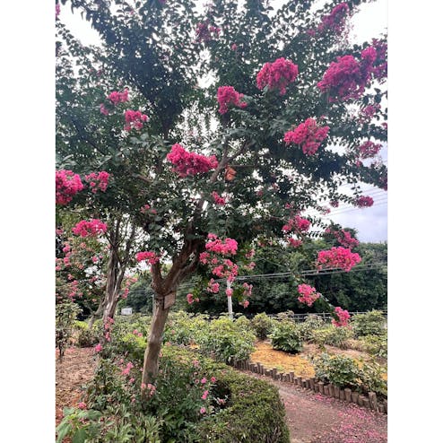 東松山ぼたん園